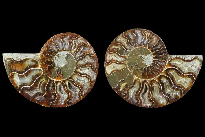 Cut & Polished Ammonite Fossil - Agatized #78370